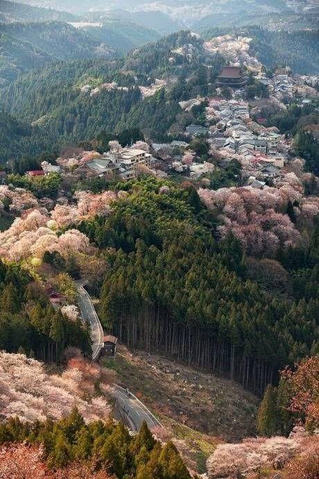 일본 제일의 벚꽃 명소라는 곳.jpg