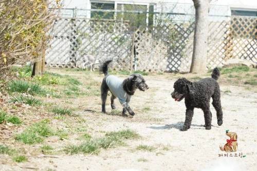 [스압] 강아지 유치원의 수학여행.jpg