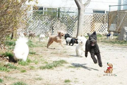 [스압] 강아지 유치원의 수학여행.jpg