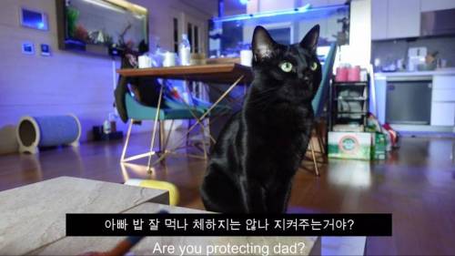 [스압] 영리한 박수홍 고양이.jpg