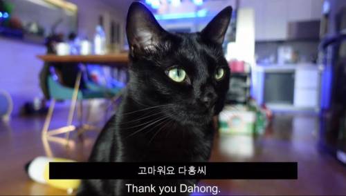 [스압] 영리한 박수홍 고양이.jpg