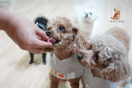 [스압] 강아지 유치원의 수학여행.jpg