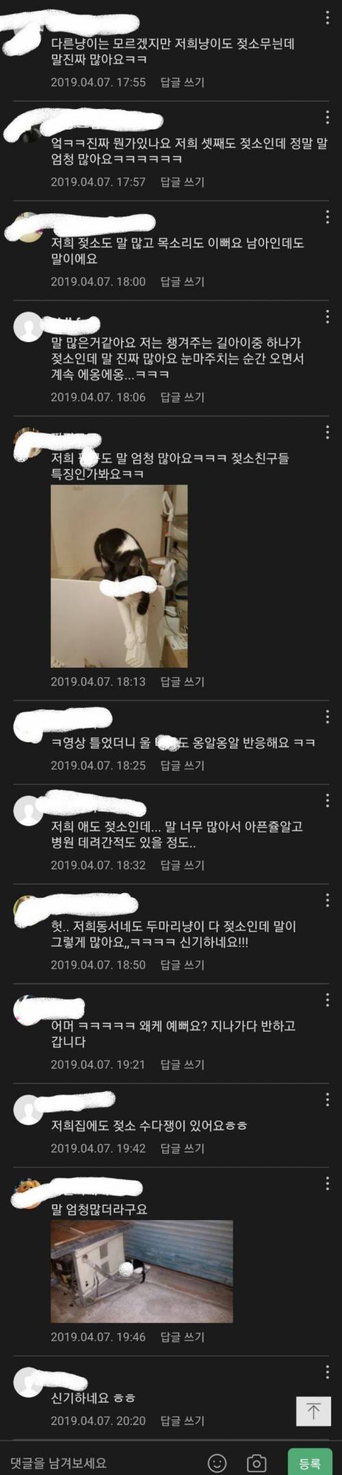 젖소냥이는 수다쟁이임.jpg