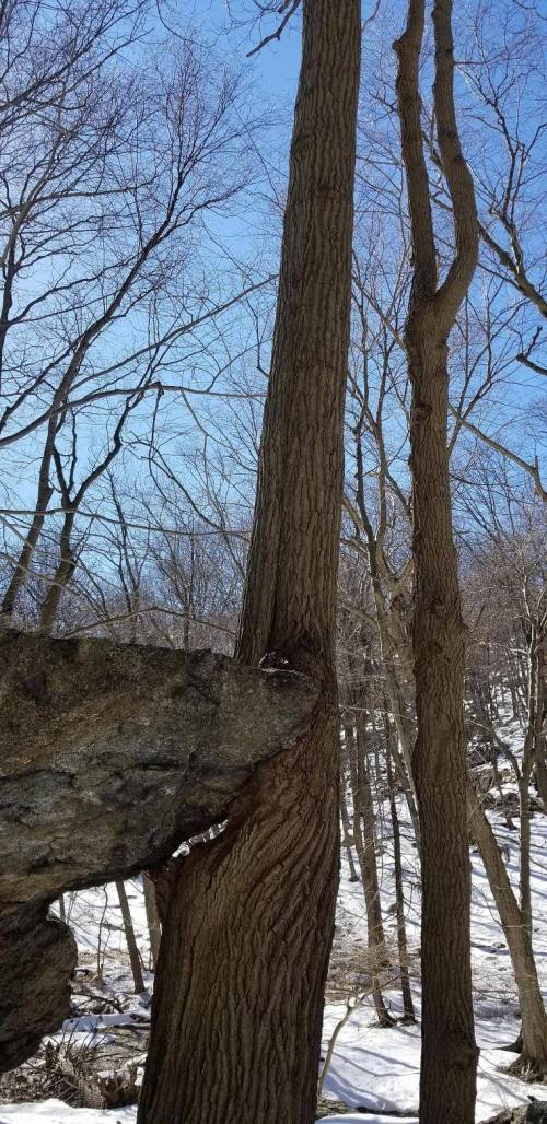 나무와 바위의 대결.jpg