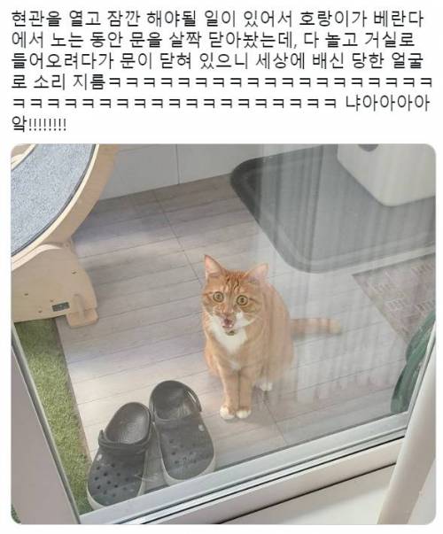 인간에게 배신당한 고양이.jpg