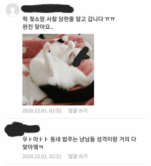 고양이 무늬별 성격.jpg