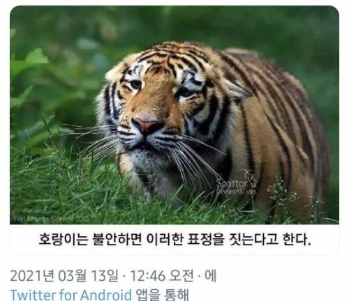 호랑이가 불안할 때 짓는 표정.jpg