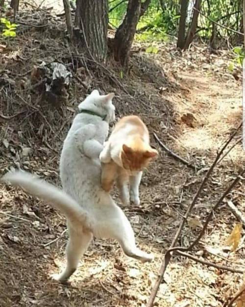 "헤에...겨우 그 정도? 진심을 내서 덤비라고."