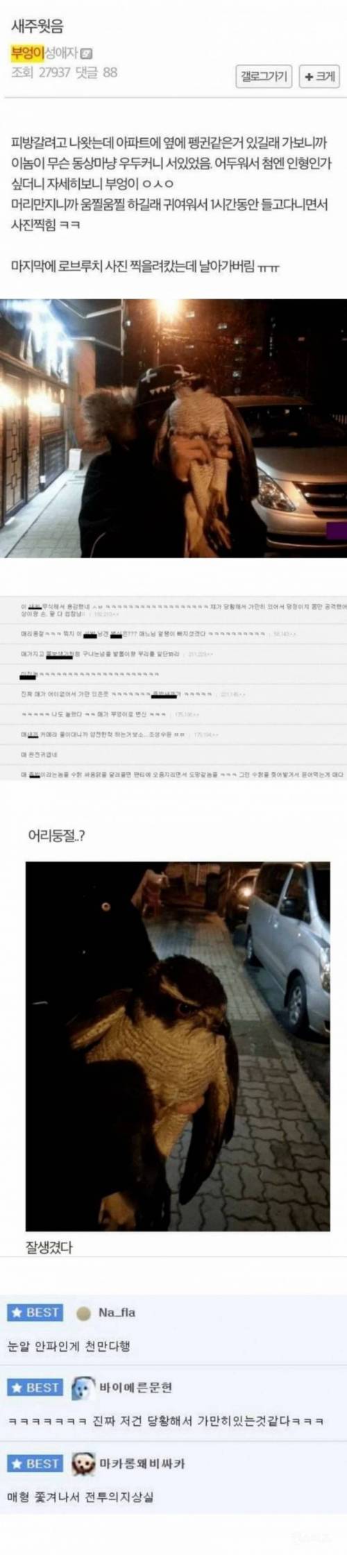 부엉이를 한시간동안 데리고 다닌 디시인.jpg