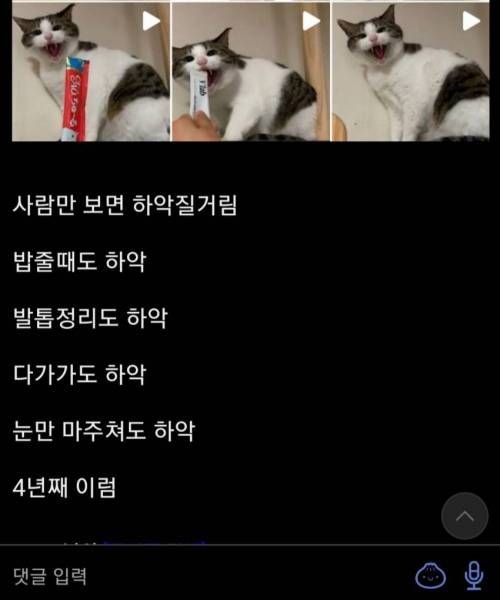 길고양이 성묘 대려온 디씨인.jpg