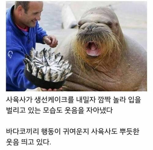 생일케이크 받고 우는 바다코끼리.jpg
