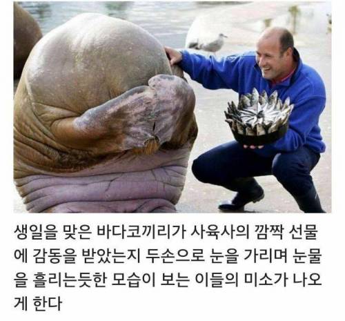생일케이크 받고 우는 바다코끼리.jpg