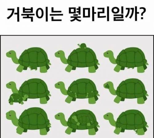 거북이는 몇마리일까?.jpg