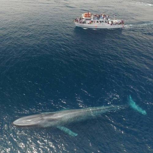33미터 크기 고래 발견