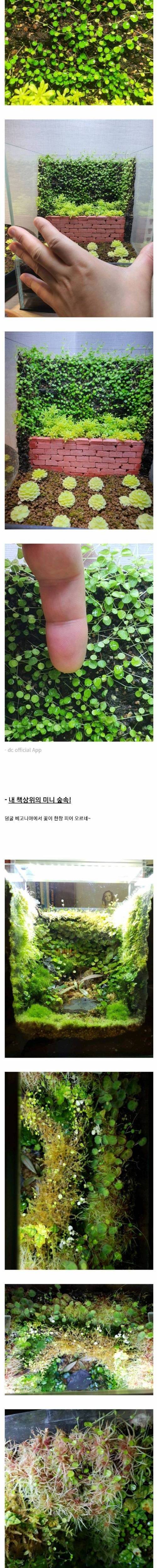 [스압] 초미니 정원을 만든 디씨인.jpg