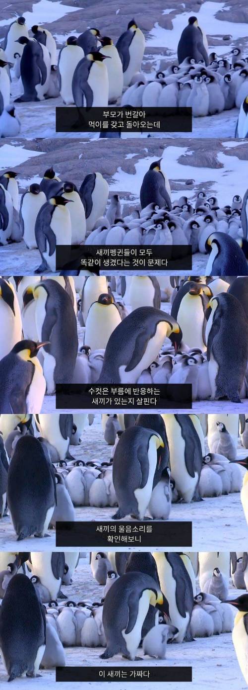 펭귄들 다 똑같이 생겼는데 자기들끼리 어떻게 알아볼까??