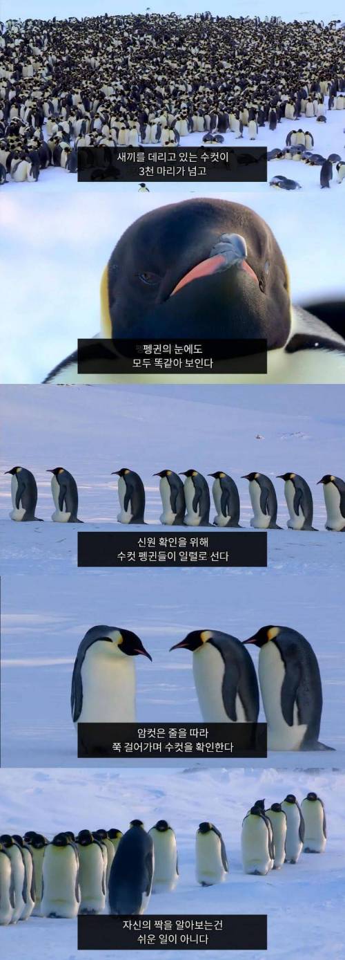 펭귄들 다 똑같이 생겼는데 자기들끼리 어떻게 알아볼까??