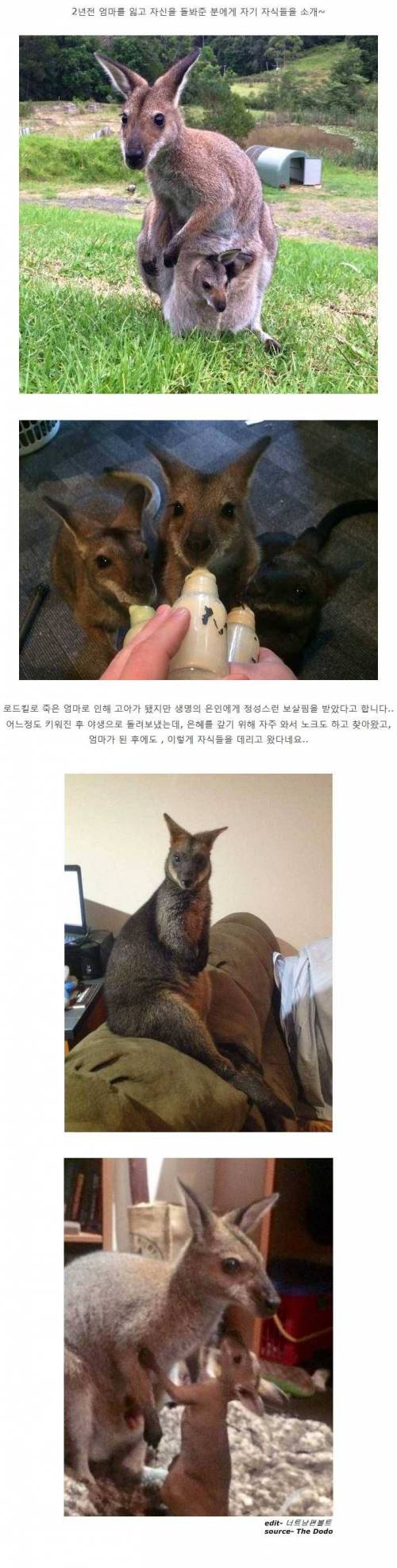 친정에 자식 보여주러 온 왈라비.jpg