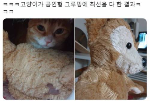 고양이가 그루밍에 최선을 다 한 결과