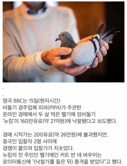 비둘기 한마리가 21억