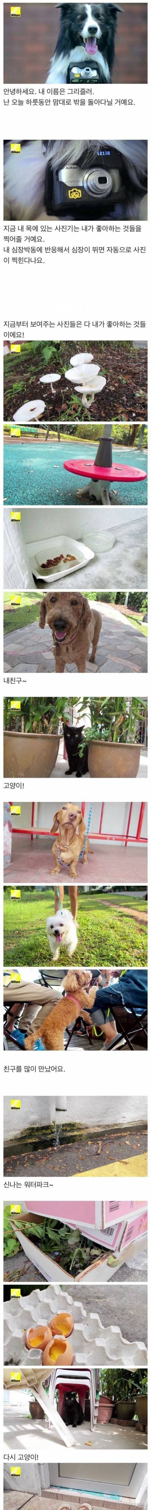 [스압] 개의 심박수가 늘어나면 찍히는 사진기.jpg