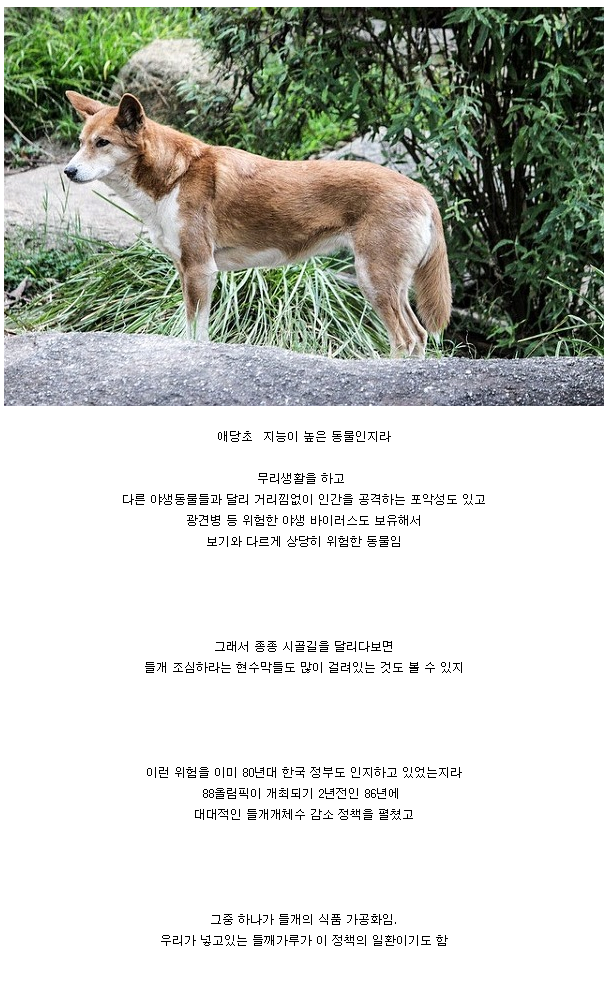 캣맘은 있어도 도그맘은 없는 이유