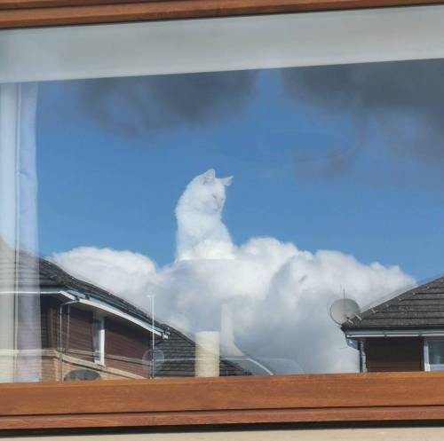 창 밖을 보다가 신이 되어버린 고양이.jpg