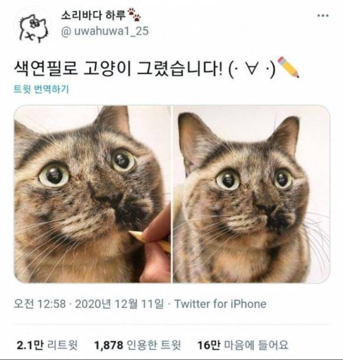 색연필로 고양이 그리는 법.jpg