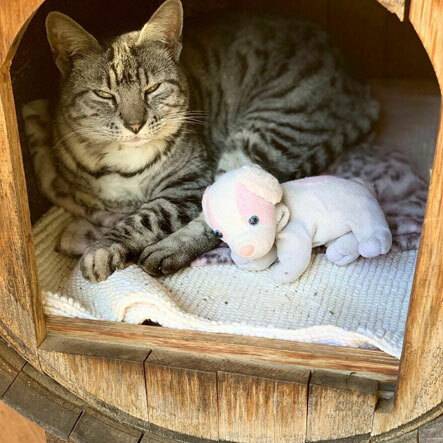 [스압] 딸이 남기고 간 봉제인형을 본 엄마.jpg