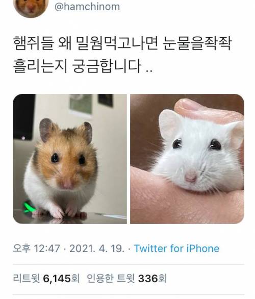 햄쥐들 왜 밀웜먹고나면 눈물을 흘리는지 궁금.twt