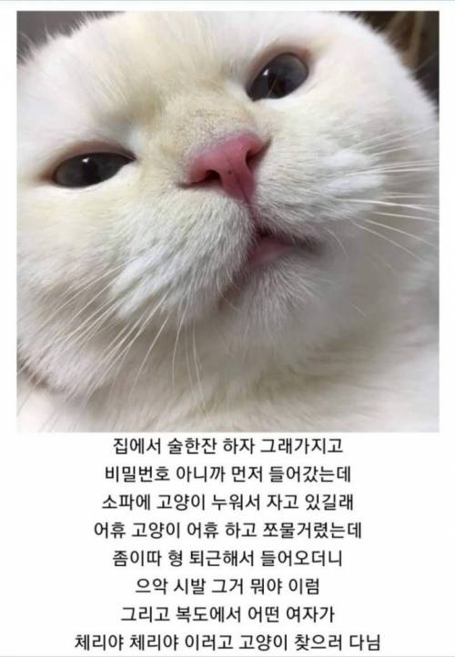 아는 형 집 가서 고양이 만짐.jpg