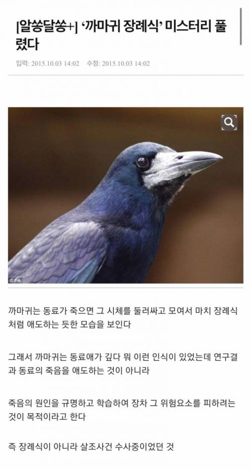 까마귀 장례식.jpg