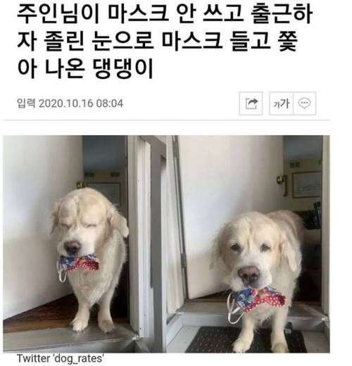 마스크 들고 쫒아 나온 댕댕이..