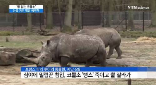코뿔소가 멸종 위기를 벗어나지 못하는 이유.jpg