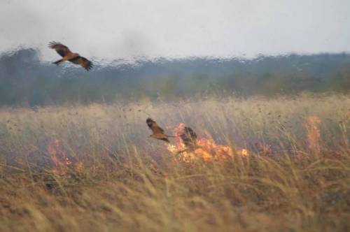 불을 이용하여 사냥하는 새.jpg