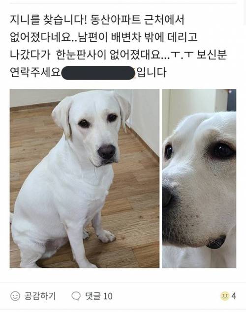 당근마켓 댕댕이 분실 후기.jpg