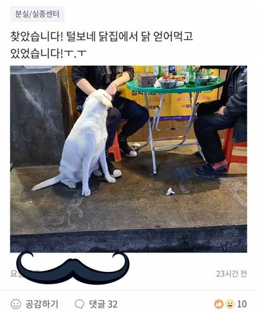 당근마켓 댕댕이 분실 후기.jpg