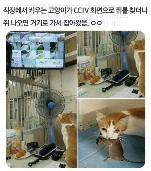 츄르값을 하는 편.jpg