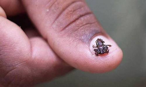 세상에서 제일 작은 개구리.jpg