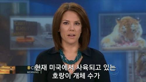 호랑이가 멸종되지 않는 이유...jpg
