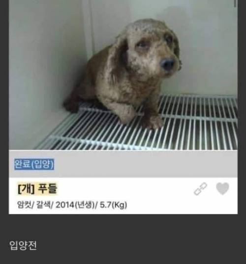 입양당하고 누가봐도 행복해진 친구.jpg