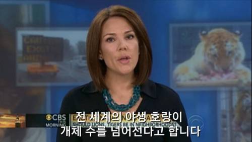 호랑이가 멸종되지 않는 이유...jpg