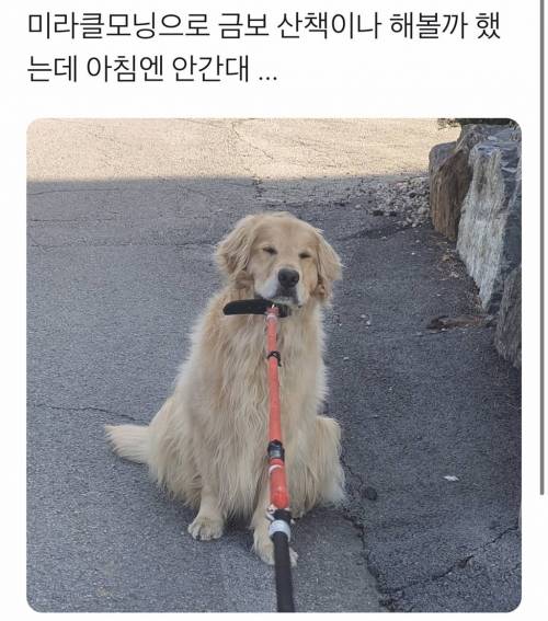 주인의 미라클 모닝으로 피곤해진 댕댕이.jpg