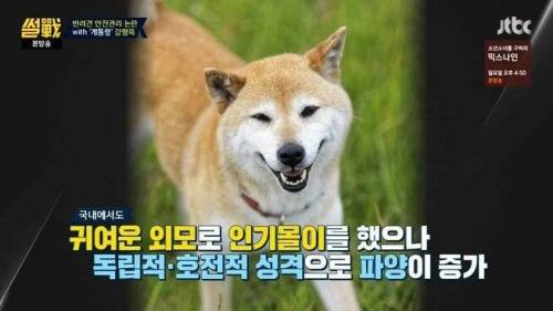 시바견 분양이 중단된 이유.jpg