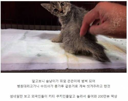 고양이 튀김...jpg