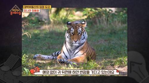 [스압] 호랑이 귀의 비밀.jpg