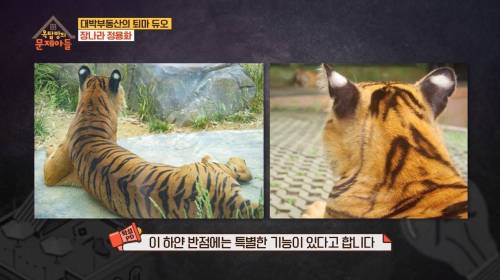 [스압] 호랑이 귀의 비밀.jpg