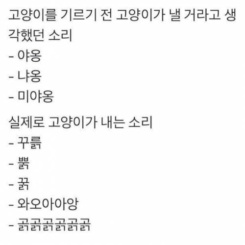 고양이 키우기전/후 쌉공감.jpg