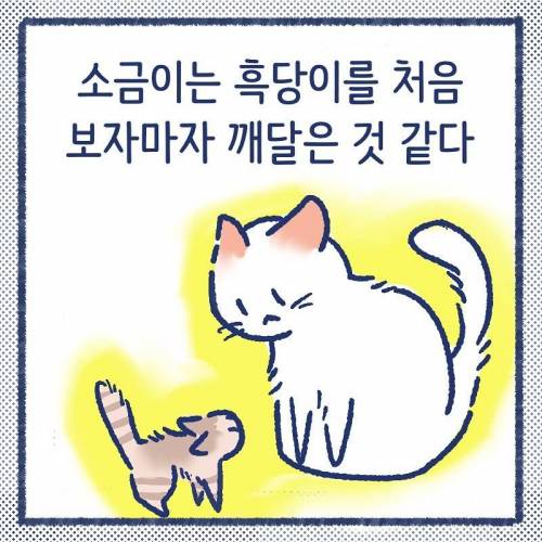어른냥이가 아깽이가 너무 작아서 봐주는.manhwa