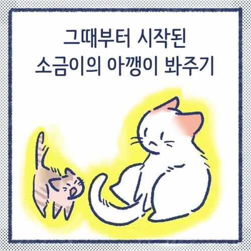 어른냥이가 아깽이가 너무 작아서 봐주는.manhwa